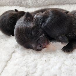 Boy 1 - Black Pomeranian puppy in Kirkland, Washington from Wolf & Crow Pomeranians