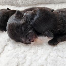 Boy 1 - Black Pomeranian puppy in Kirkland, Washington from Wolf & Crow Pomeranians