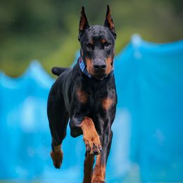 Roman - Doberman Pinscher