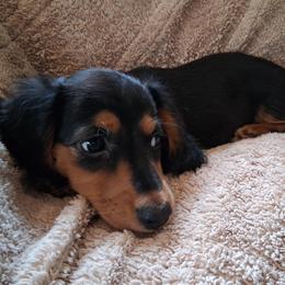 Dachshund Puppies from Dax Place