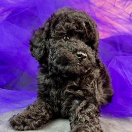 Green Collar Boy - Black male Poodle puppy in Kingston, Oklahoma from Tribal Poodles
