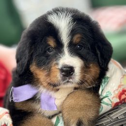 Zulu - Tri-color female Bernese Mountain Dog puppy in Purcell, Oklahoma from Swiss Berner Bears