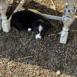 Border Collie Puppies from Athena’s Collies