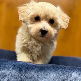 Sterling - Tan male Morkie puppy in Beebe, Arkansas from Cedar Hill Kennel