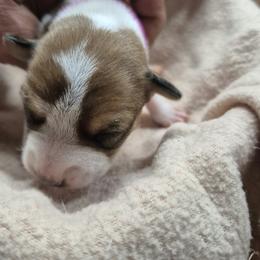 HONEY - White and chocolate female Teddy Roosevelt Terrier puppy in Murray, Kentucky from Froschwald German Shepherds and Xanadu Teddy Roosevelt Terriers