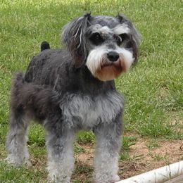 Ginger - Miniature Schnauzer