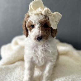 Goldendoodles from Cotton Pickin' Doodles