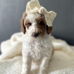 Goldendoodles from Cotton Pickin' Doodles