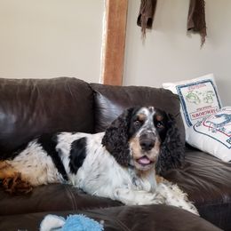 English Springer Spaniels from Bluegrass Bend English Springer Spaniels