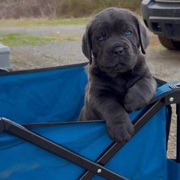 Cane Corso Puppies from Venom Cane Corsos