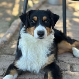 Mook - Black tri-color female Australian Shepherd puppy in Watkins, Colorado from FoxRest Australian Shepherds