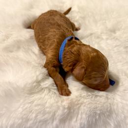 Goldendoodle Puppies from Desert Paws Doodles