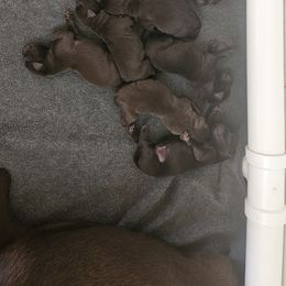 Pink Collar - Chocolate female Labrador Retriever puppy in Lubbock, Texas from Bentwood Cove Kennel