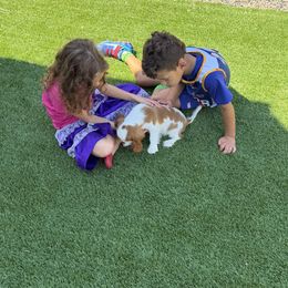 Cavalier King Charles Spaniel Puppies from Oak Haven Cavaliers