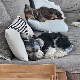 Yorkshire Terriers from Buonocore Pups