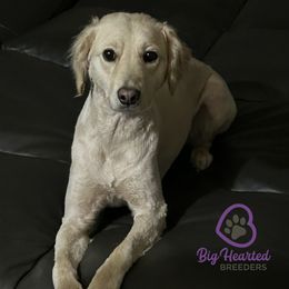 Luna - Companion Cross
