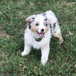 Miniature Australian Shepherd Puppies from Sand Dollar Aussies