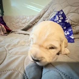 Cupid Puddle - Light golden male Golden Retriever puppy in Gainesville, Florida from Heart and Soul Dog Breeding, Inc.