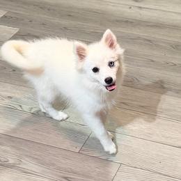 Jill's white or cream girl - White female Pomsky puppy in Enid, Oklahoma from Mile Hi Pomskies
