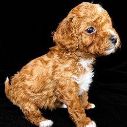 Bichon Frise and Poodle Puppies from Daisy Pups
