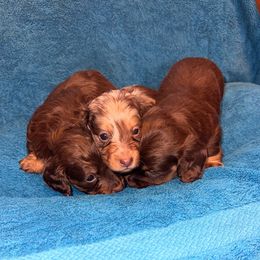 Dachshund Puppies from DNP Doxies