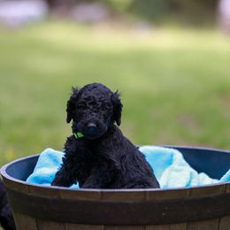 Lucy - Poodle puppy in Nacogdoches, Texas from Magnolia Springs Farm