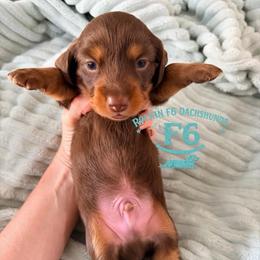 Danny O'Shea - Chocolate and tan male Dachshund puppy in Horatio, Arkansas from Rockin F6 Miniature Dachsunds