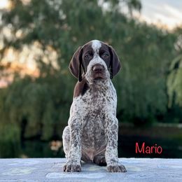 Male Puppy #2 Show/Performance Home Prospect - Liver roan male German Shorthaired Pointer puppy in Kentucky from OutBark Dogs & Kennels
