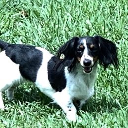 Dachshunds from TJ Dachshunds