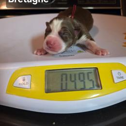 Bretagne - Red and white female Siberian Husky puppy in Buckeye, Arizona from Anime Huskies