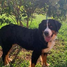 Bernese Mountain Dogs from Shadow Acres