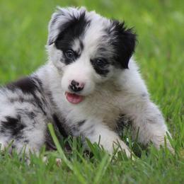 Merle boy 1 - Border Collie puppy from Cool Meadow Farms