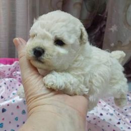 Poodle Puppies from Lowry Toy Poodles
