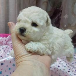 Poodle Puppies from Lowry Toy Poodles