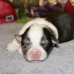 Miss Clara - Blue merle female Miniature Australian Shepherd puppy in Ronan, Montana from Dirt Road Aussie’s of Montana