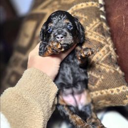 Snuggles - Black and tan female Cockapoo puppy in West Point, Mississippi from Golden Paws
