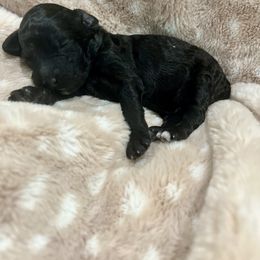 Goldendoodle Puppies from Sugar Doodles