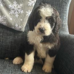 Diamond - Tri-color female Bernedoodle puppy in Arabi, Georgia from Huckadoodle Farm