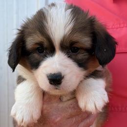 Aquamarine - Teal collar Female - Red female Pembroke Welsh Corgi puppy in Victoria, Texas from Clear Creek Corgis
