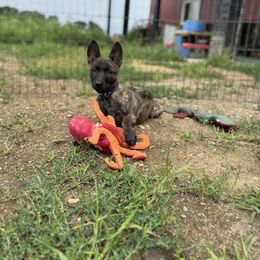AKC green boy - Gold brindle male Dutch Shepherd puppy in Hastings, Minnesota from Century Hills Farm