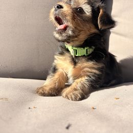 Yorkshire Terrier Puppies from Jaymele Fultz
