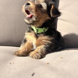 Yorkshire Terrier Puppies from Jaymele Fultz