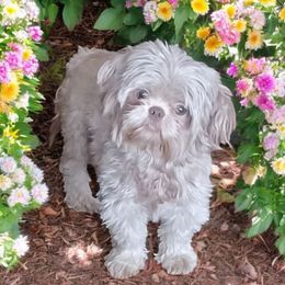 Sassy or Izzy - Shih Tzu