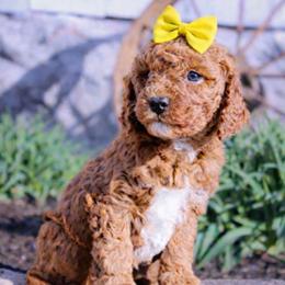 Laney - Red  female Goldendoodle puppy in Ormond Beach, Florida from Florida Coast Doodles