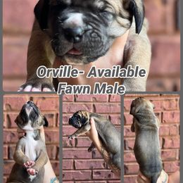 Orville - Fawn male Great Dane puppy in Altoona, Alabama from Sovereignty Woods Great Danes