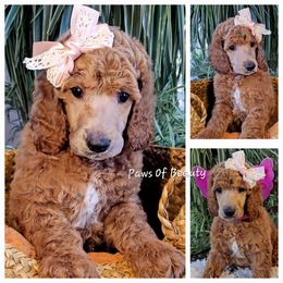 Poodle and Shih Tzu Puppies from Paws Of Beauty