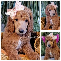 Poodle and Shih Tzu Puppies from Paws Of Beauty