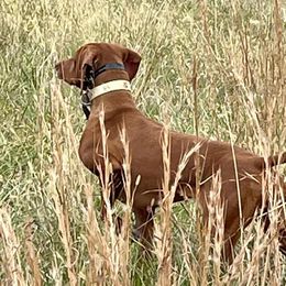 Vizslas from Wint Smith Vizslas