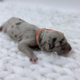 Orange Collar - Red merle male Australian Shepherd puppy in San Marcos, California from Faith Family Freedom Farm