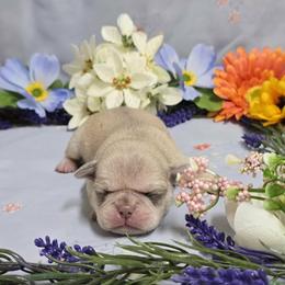 Chinchilla Girl (pink) - Cream female Pug puppy in Tulsa, Oklahoma from Locust Creek Pugs